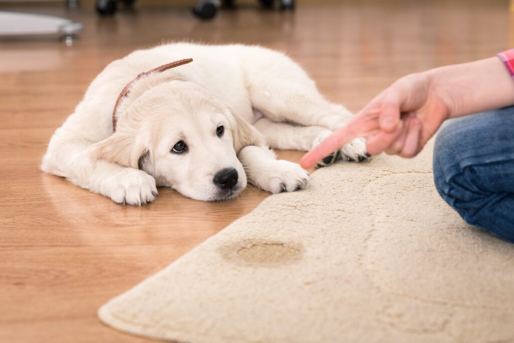 Cachorro deitado no chão

Descrição gerada automaticamente