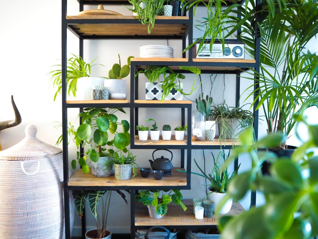 Green interior with an industrial open shelf cupboard filled with numerous house plants in pots creating an indoor garden
