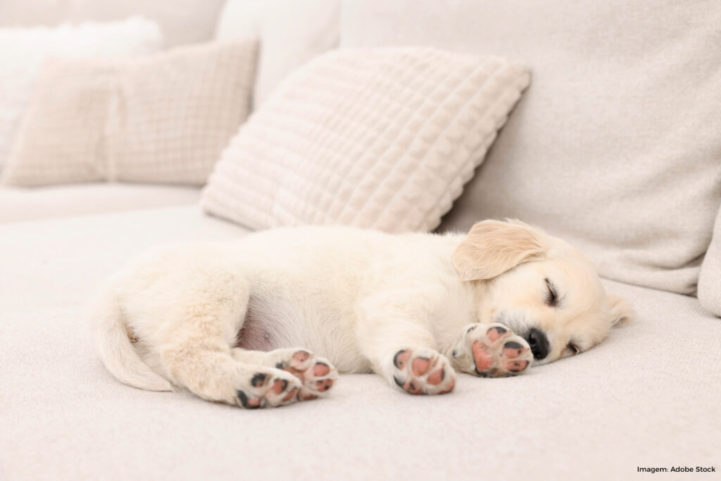 Pet em casa: o que você precisa fazer para dar conforto ao seu animal ...